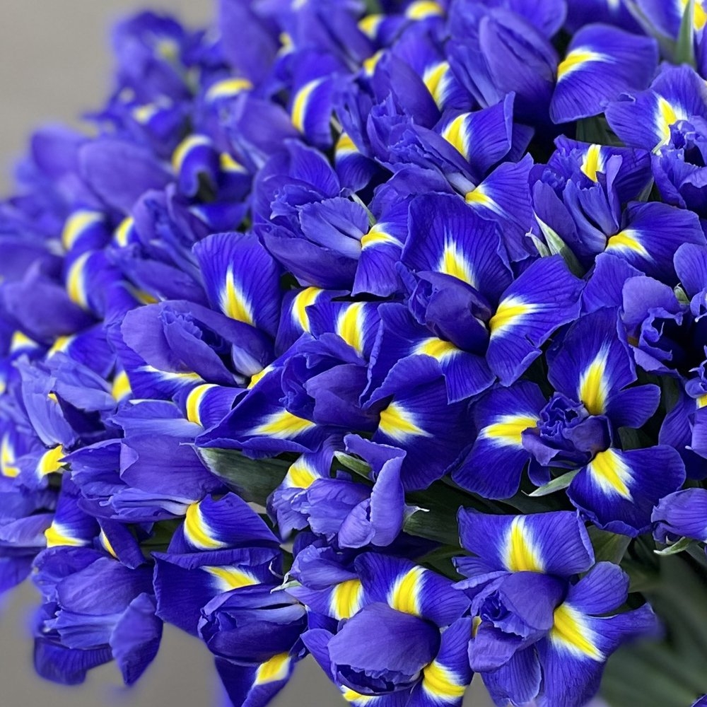Букет цветов «Букет из 101 ириса» - фото 3
