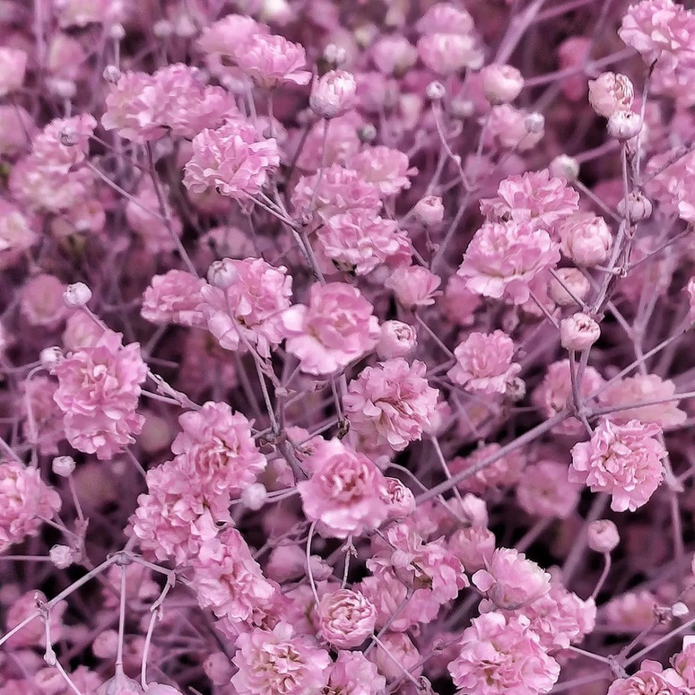 Букет цветов «Букет из 11 розовых гипсофил» - фото 3