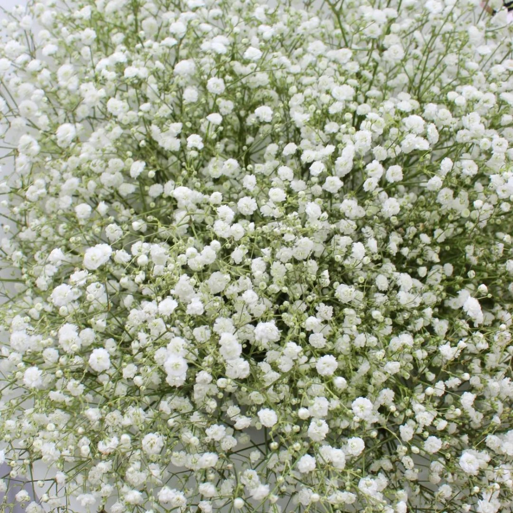 Букет цветов «Букет из 15 белых гипсофил» - фото 2