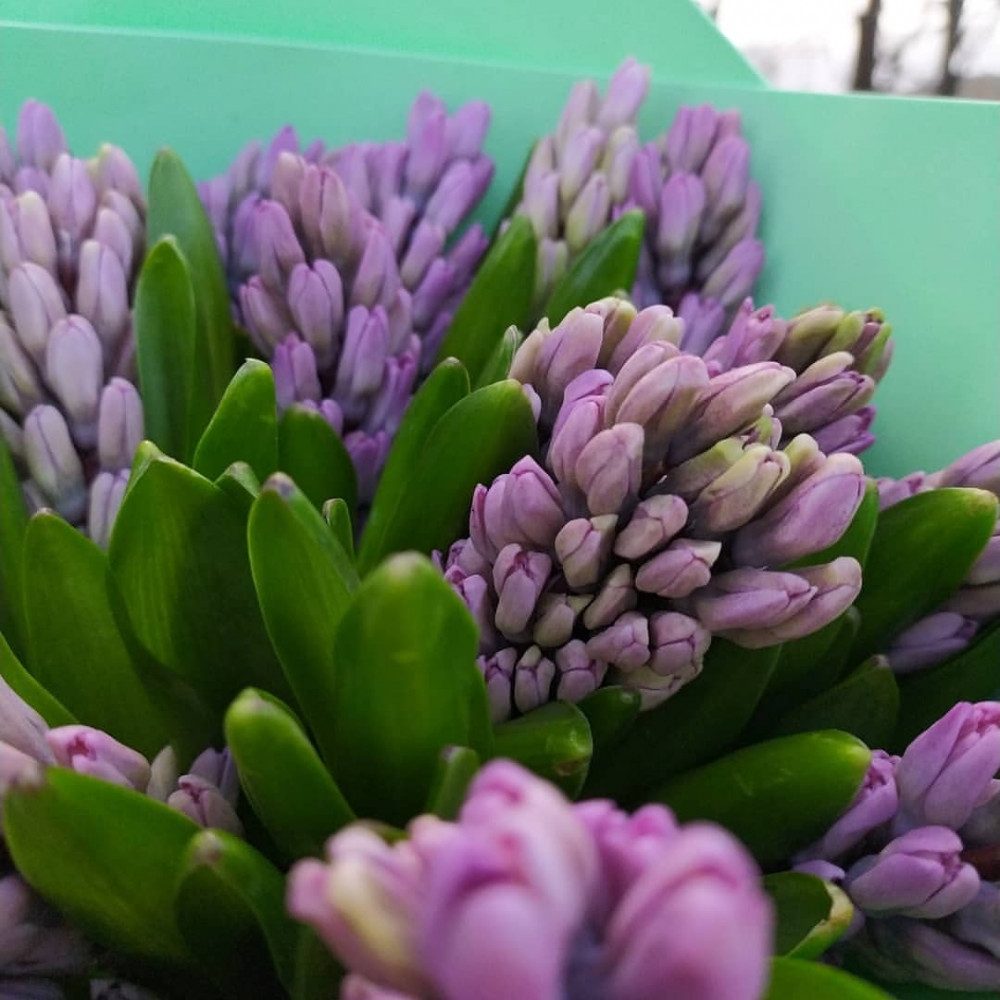 Букет цветов «Букет из 21 фиолетового гиацинта» - фото 2