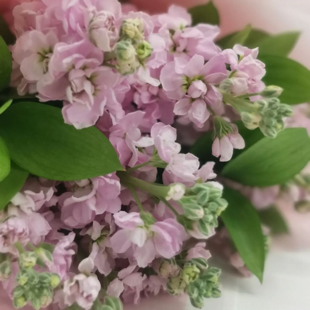 Букет цветов «Букет из 9 розовых маттиол» - фото 2