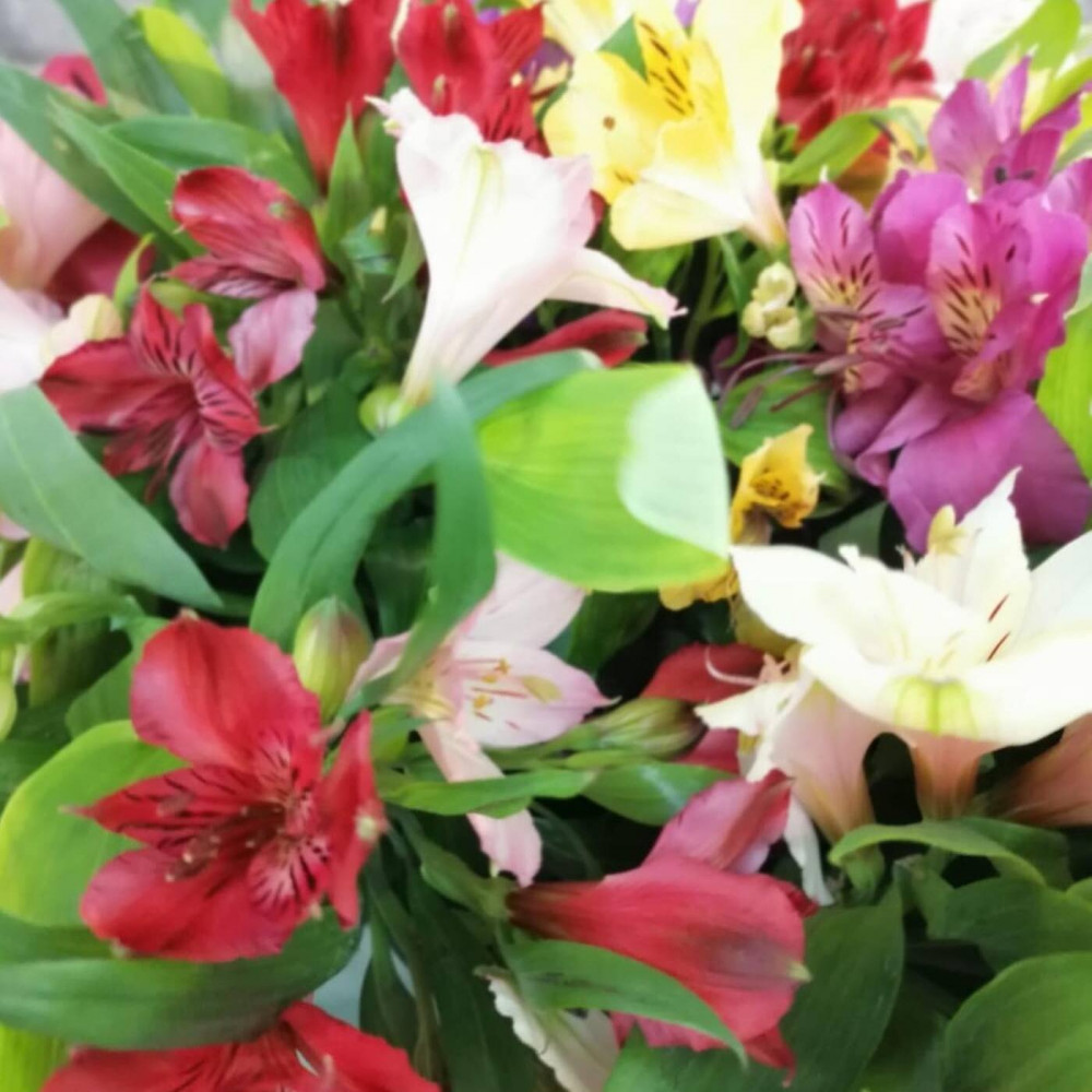 Букет цветов «Букет из 15 разноцветных альстромерий в упаковке» - фото 2